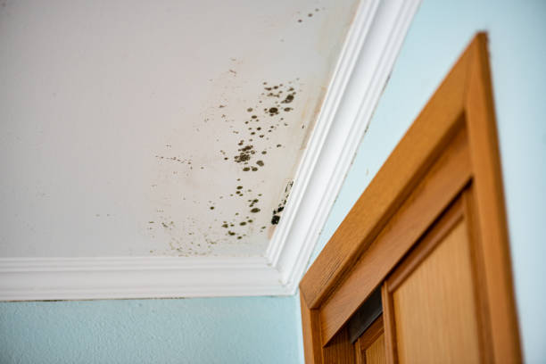 Trusted Dupont, WA Mold Removal Experts